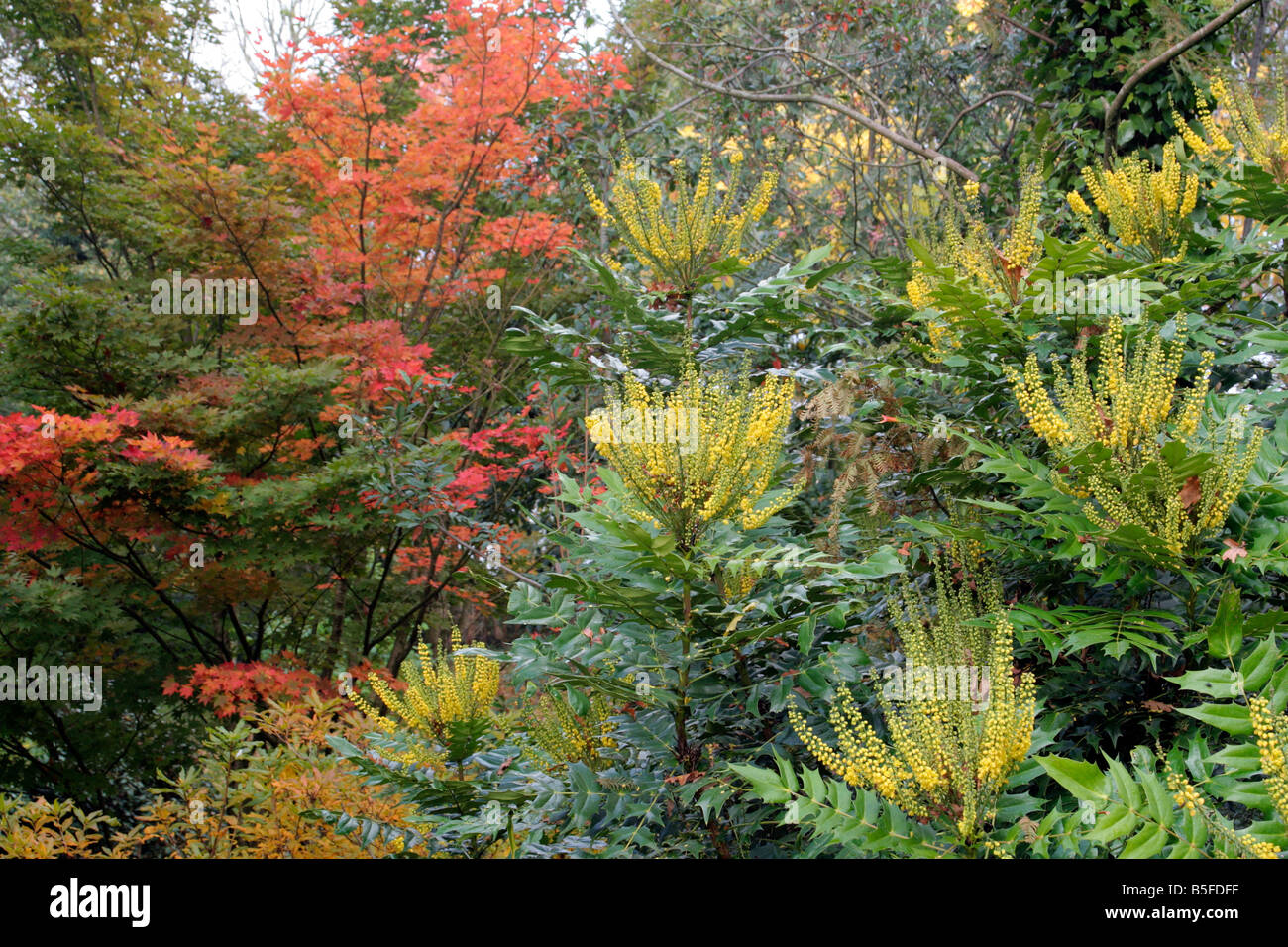 AUTUMN COLOUR OF ACER OLIVERIANUM WITH THE WINTER FLOWERS OF MAHONIA X ...