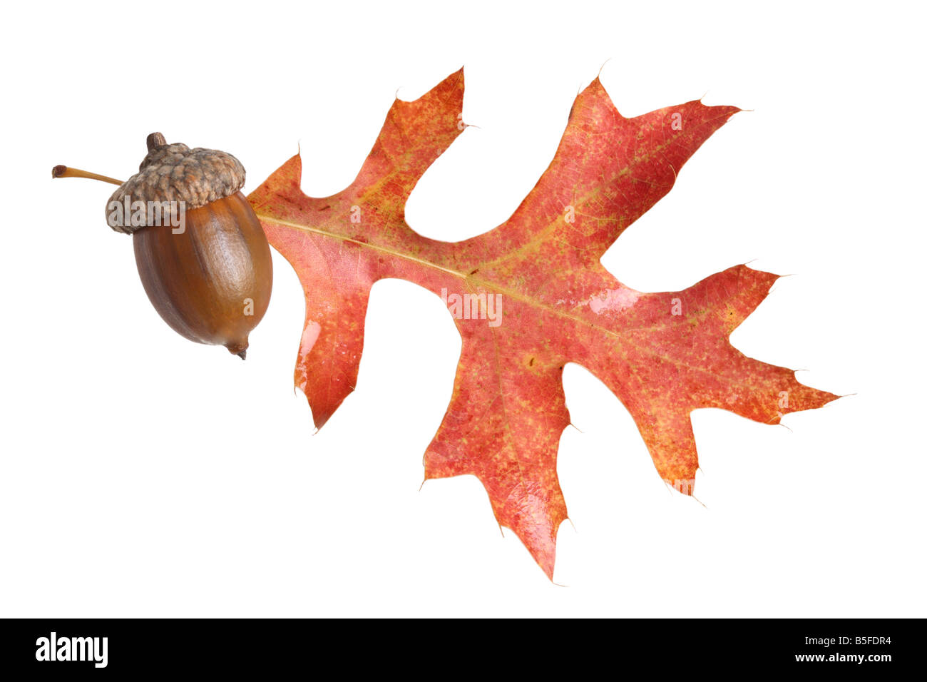 Acorn and leaf cutout on white background Stock Photo