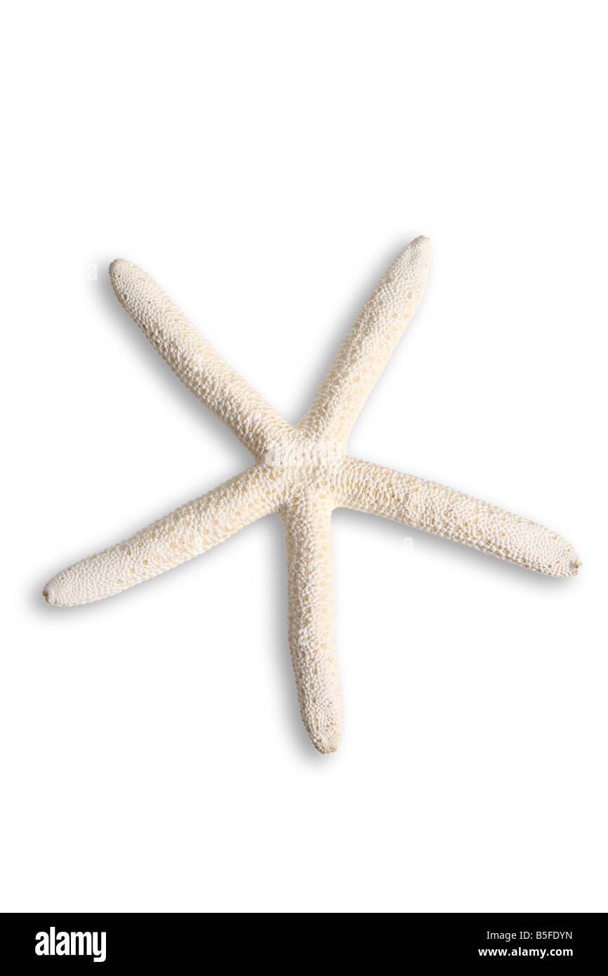 Starfish cutout on white background Stock Photo