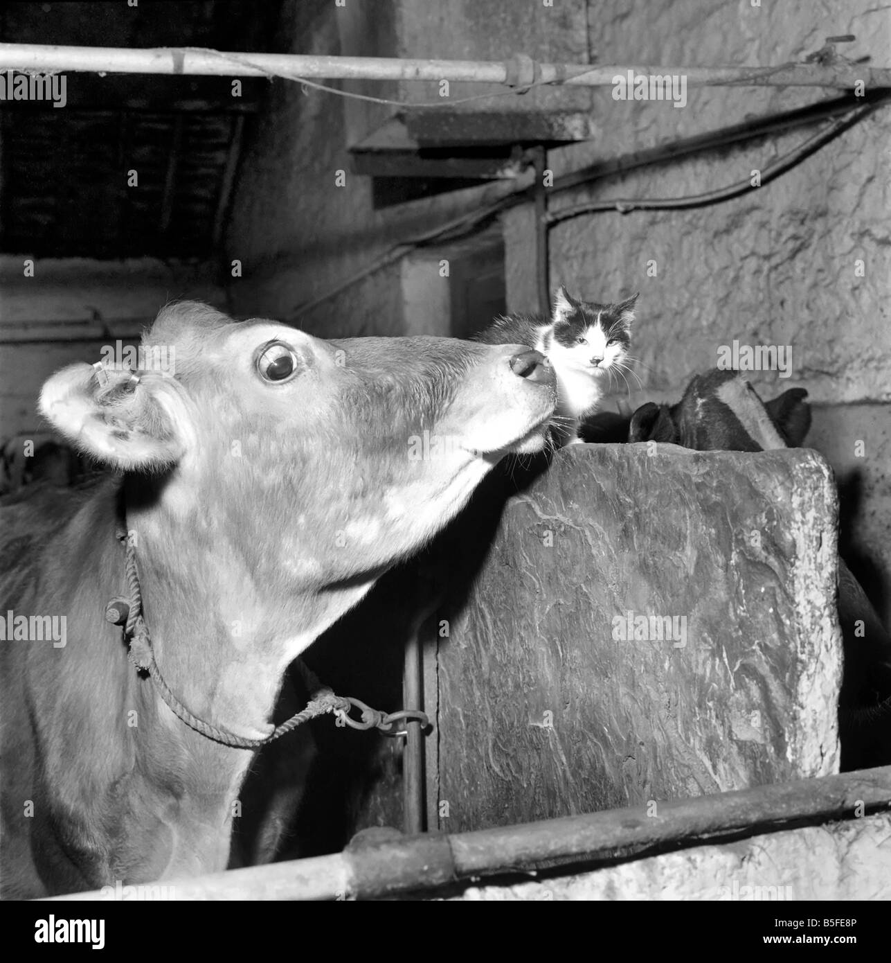 Arthur Thompson of Lark Mount farm near Bury Lancs wondered where one of newly born kittens kept disappearing to on his farm. Stock Photo