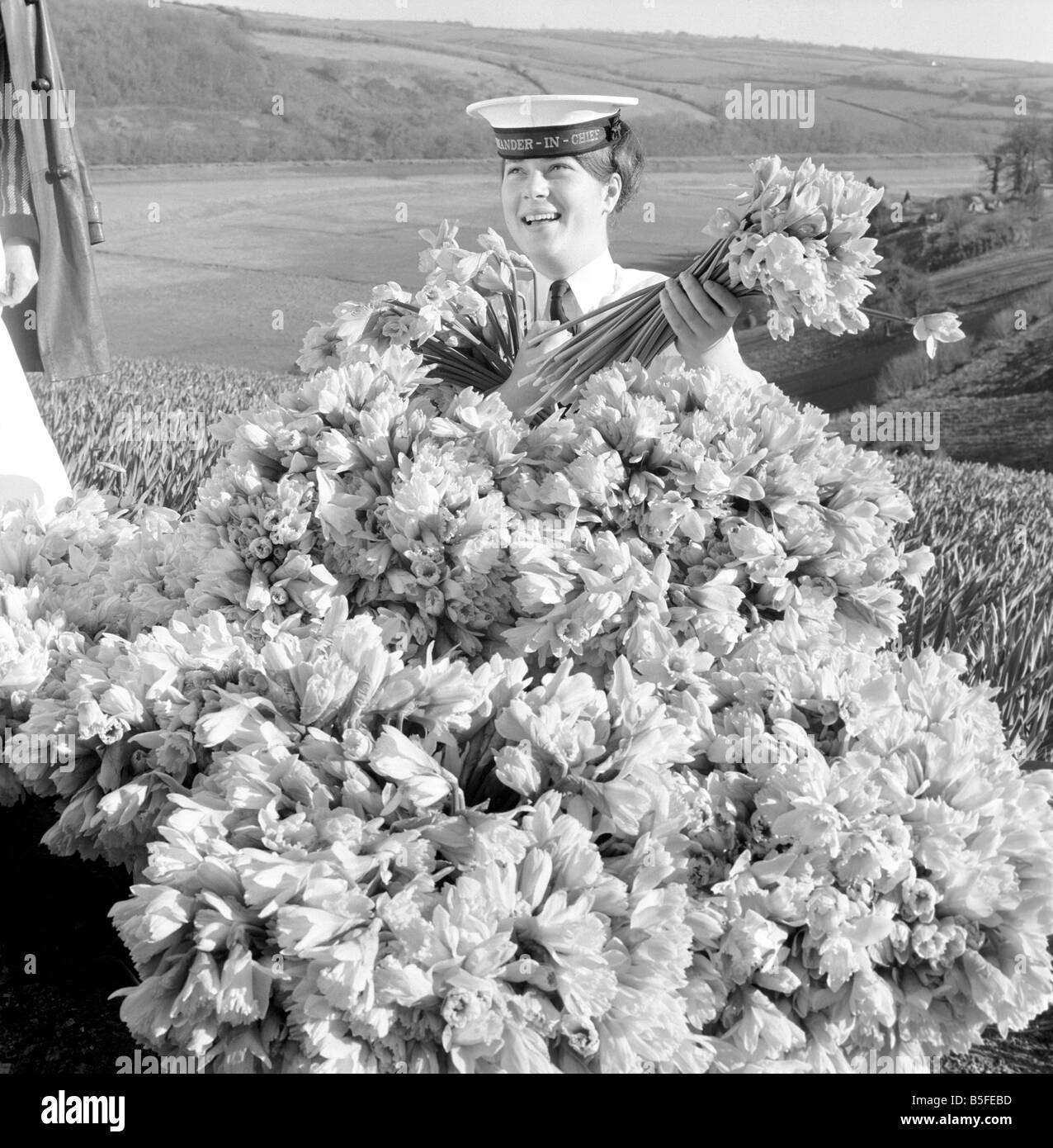 Wren Anne Rendell of Exmouth from H.M.S. 'Drake' where she is on the staff of the Commander in Chief, helps the daffodil pickers. March 1969 Z2249-001 Stock Photo