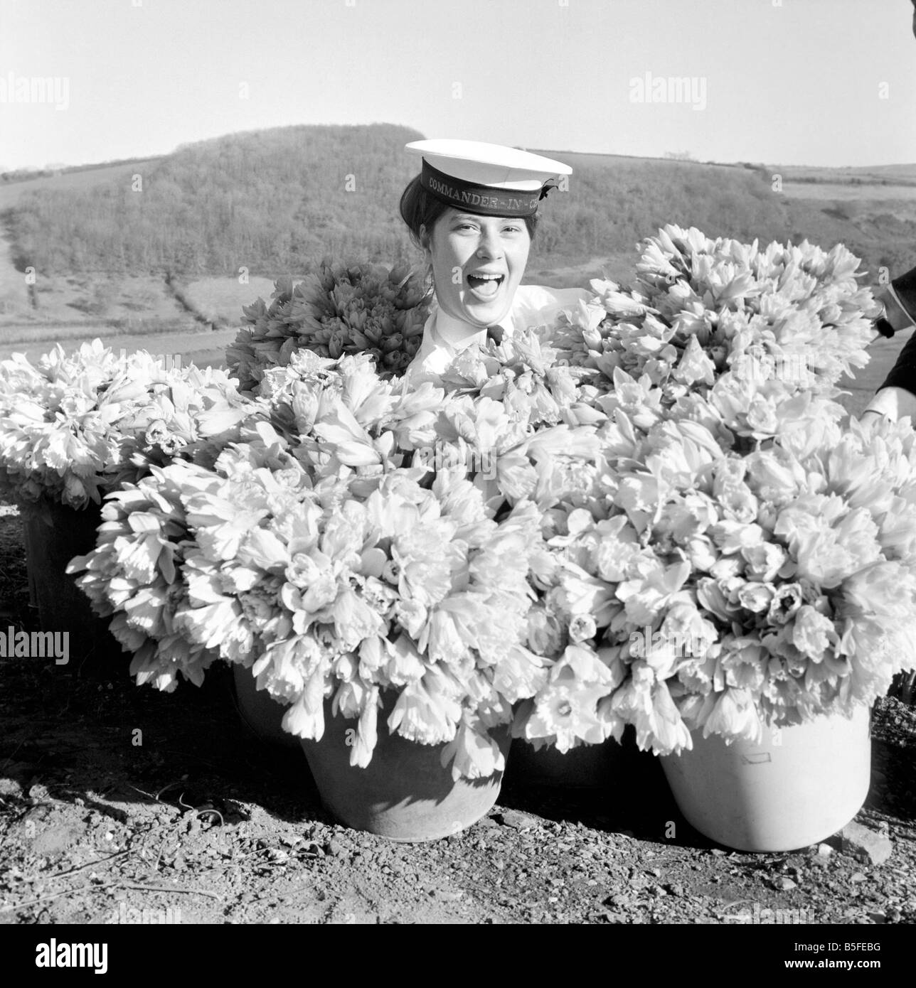 Wren Anne Rendell of Exmouth from H.M.S. 'Drake' where she is on the staff of the Commander in Chief, helps the daffodil pickers. March 1969 Z2249 Stock Photo