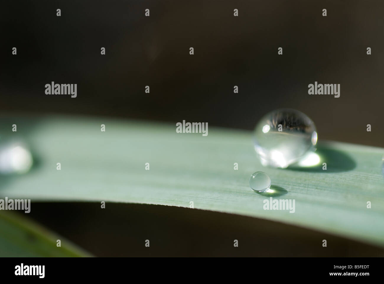 raindropp on grass leaf Stock Photo