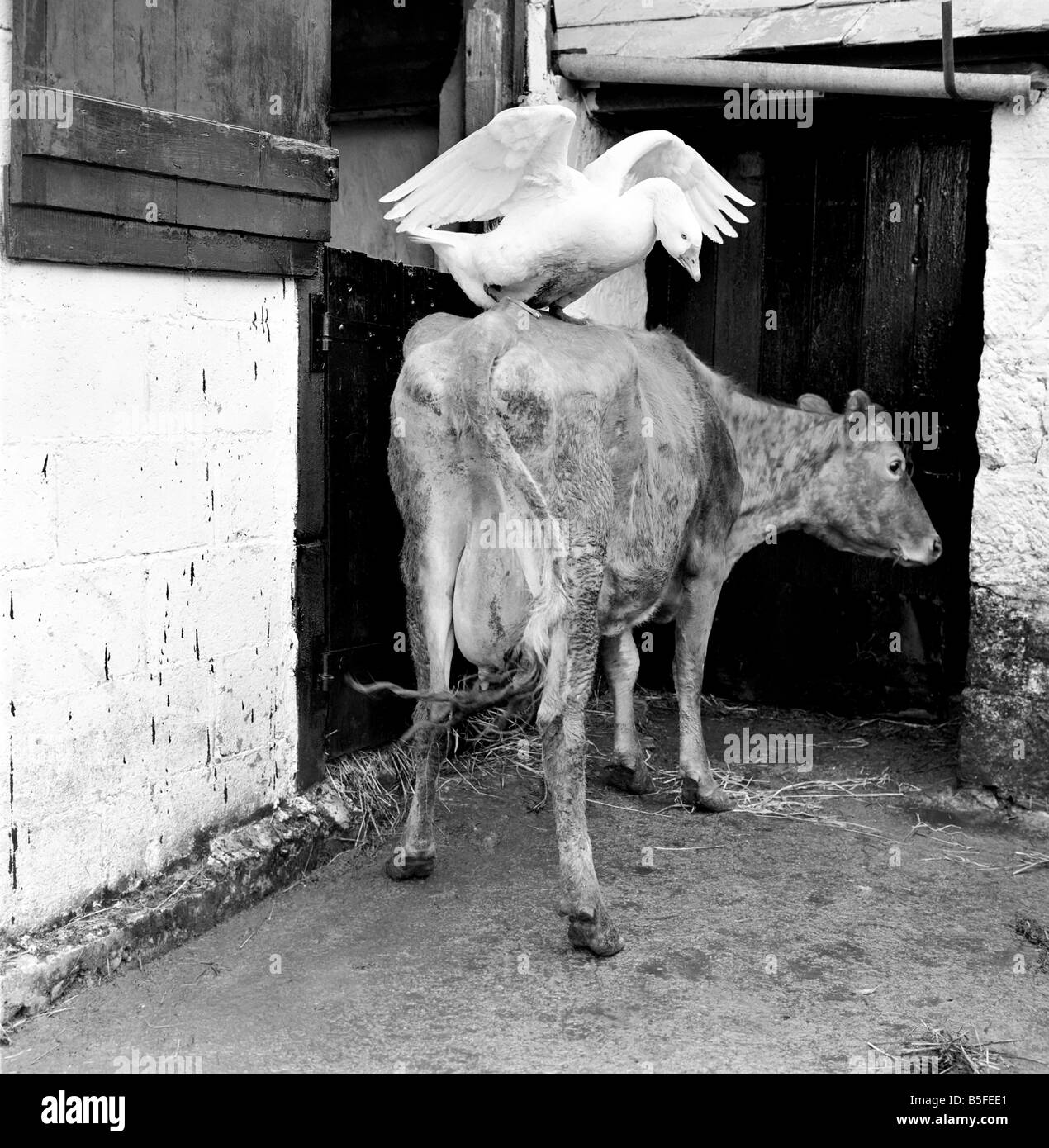 This gander fell in love with a cow, at Pleasant Streams, Sticker, Cornwall, after he lost his goose. March 1969 Stock Photo