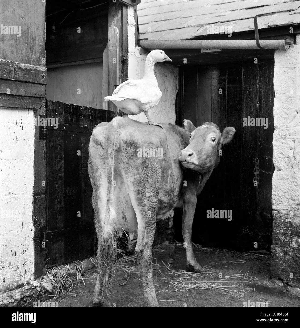 This gander fell in love with a cow, at Pleasant Streams, Sticker, Cornwall, after he lost his goose. March 1970 Stock Photo