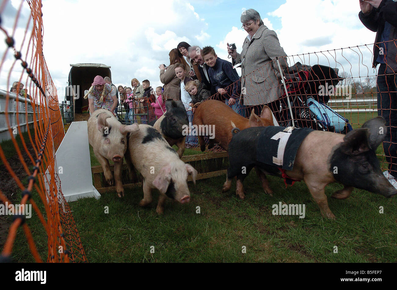 The Ham National pig race at Sedgefield Racecourse 8 April 2008 The