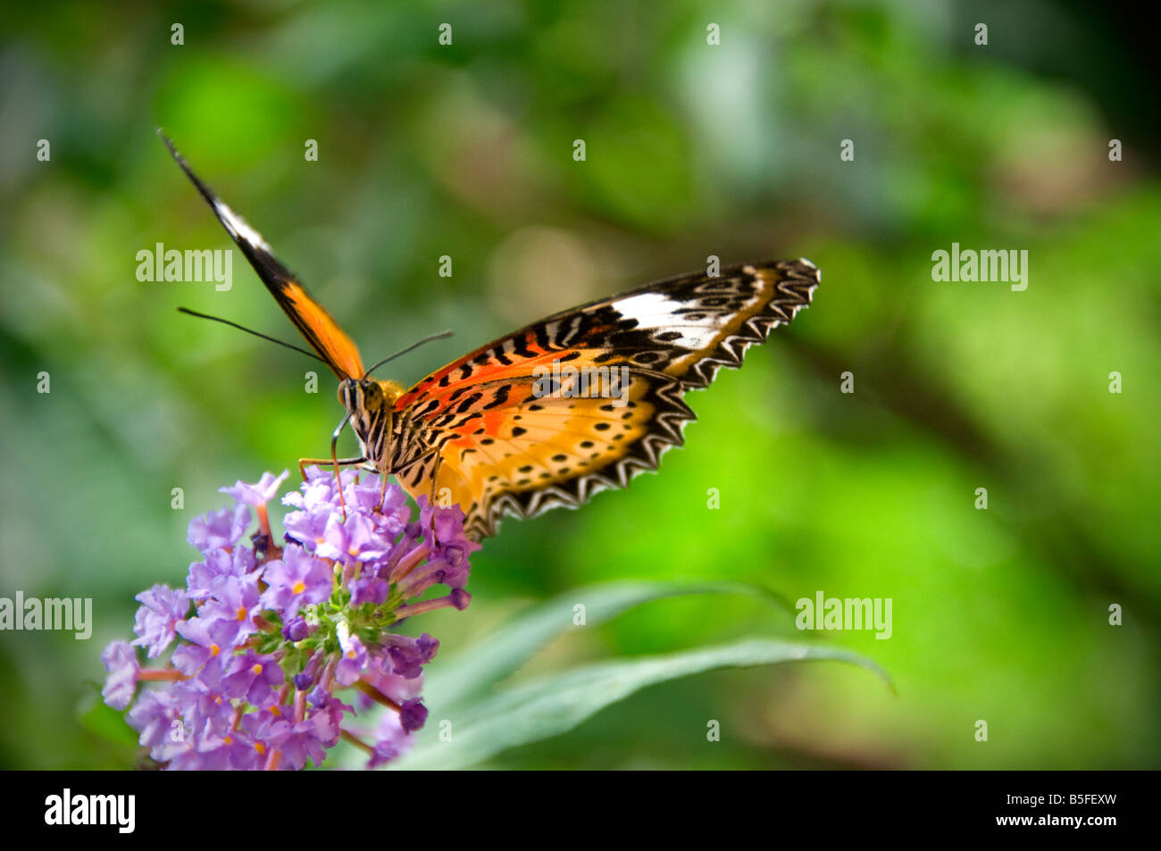 Australia Orange lacewing butterfly taking nectar from flowers in a sunny natural lush habitat Stock Photo