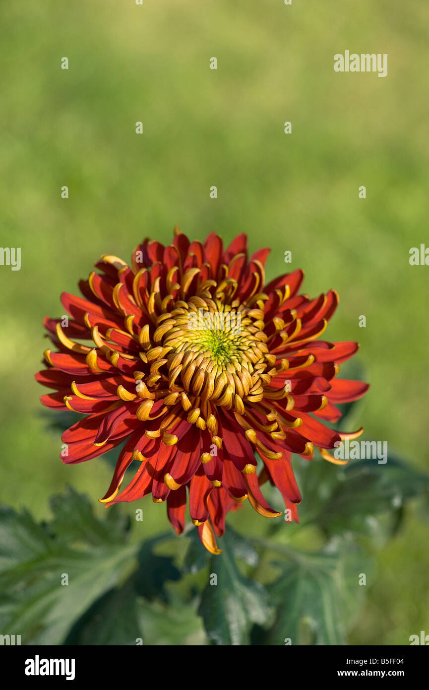 Double chrysanthemum flowering in autumn Stock Photo