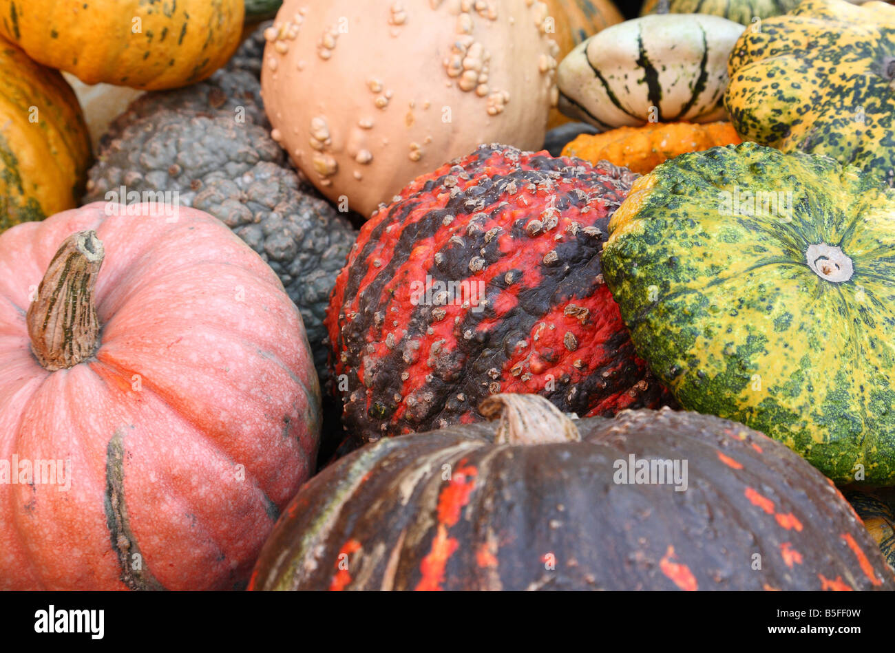 Multicoloured multicolored pumpkins Stock Photo