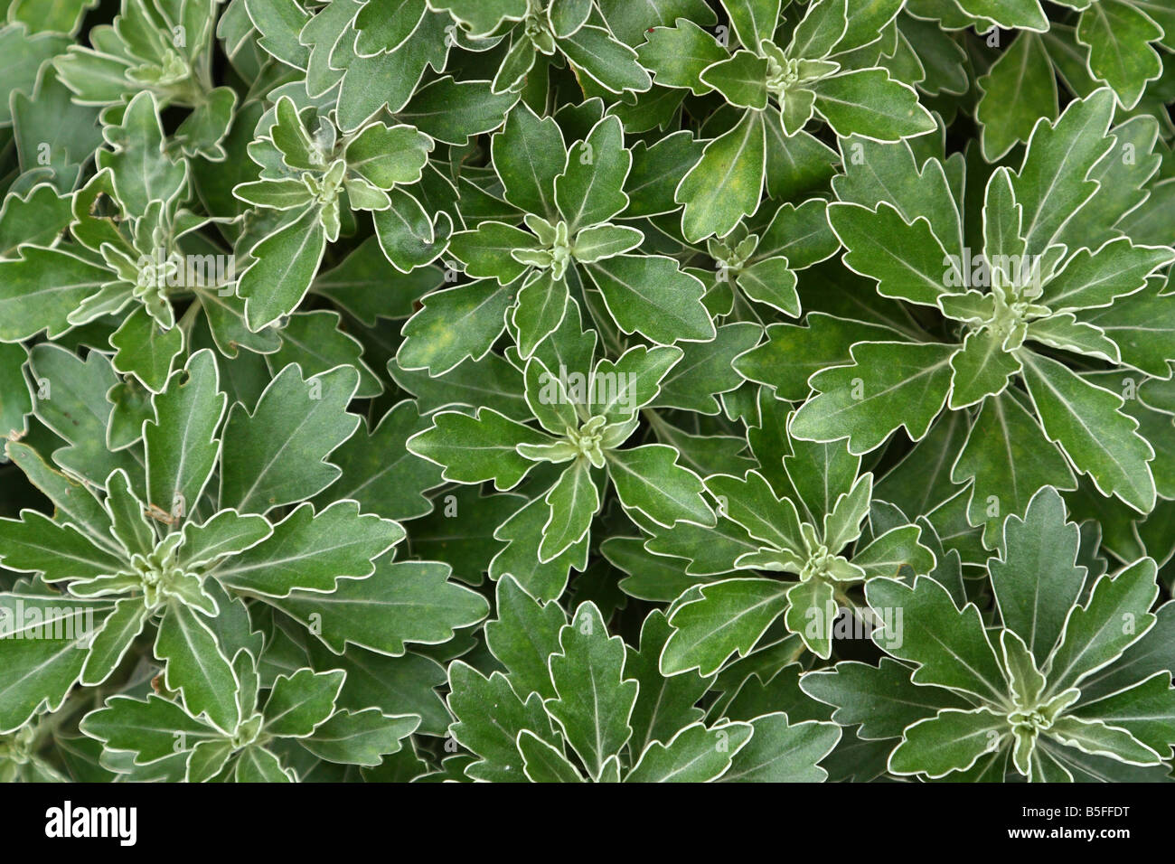 Pacific chrysanthemum green leaves Ajania pacifica Stock Photo Alamy
