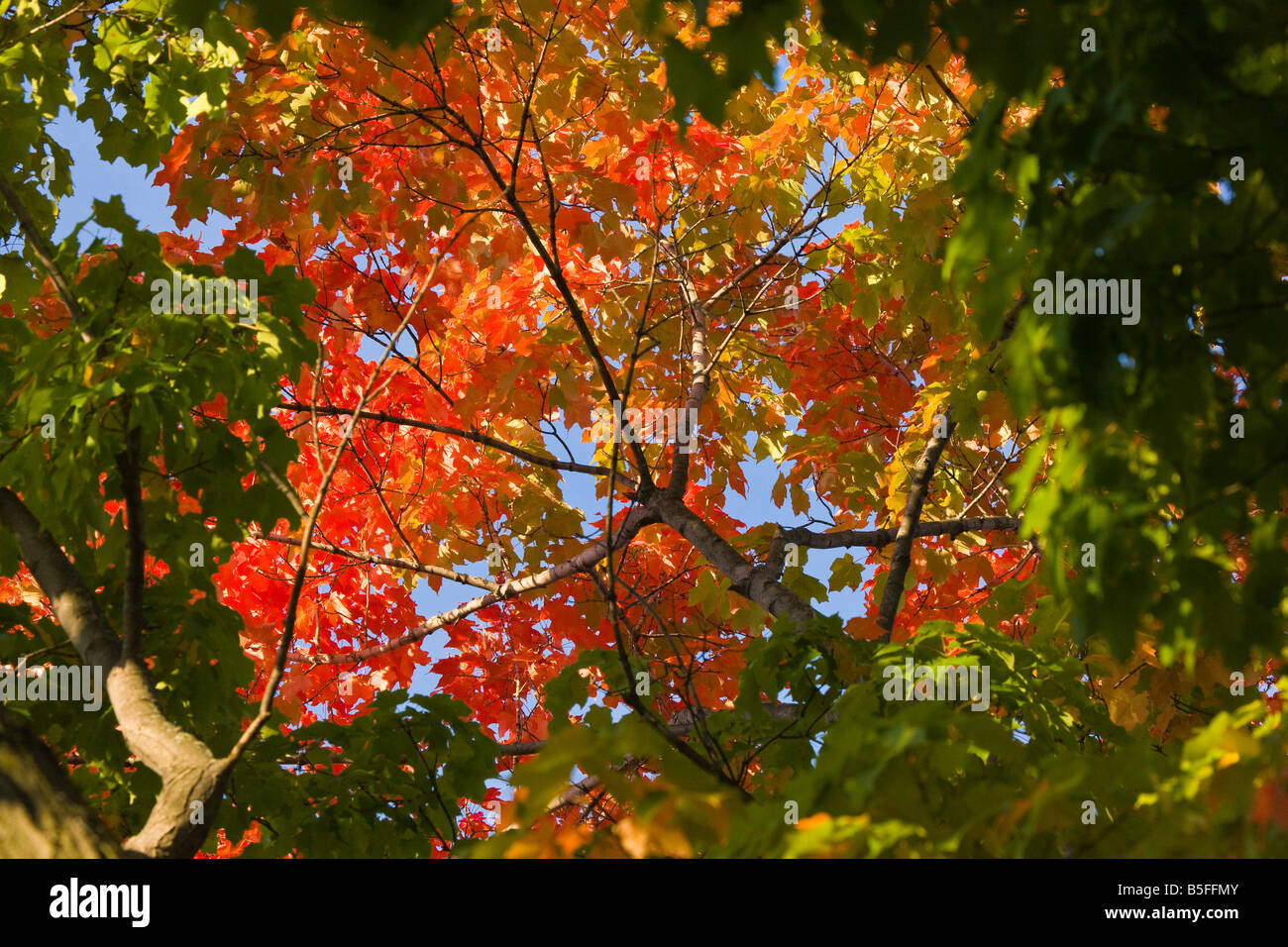 Autumn leaf color change in the upper Midwest United States Stock Photo