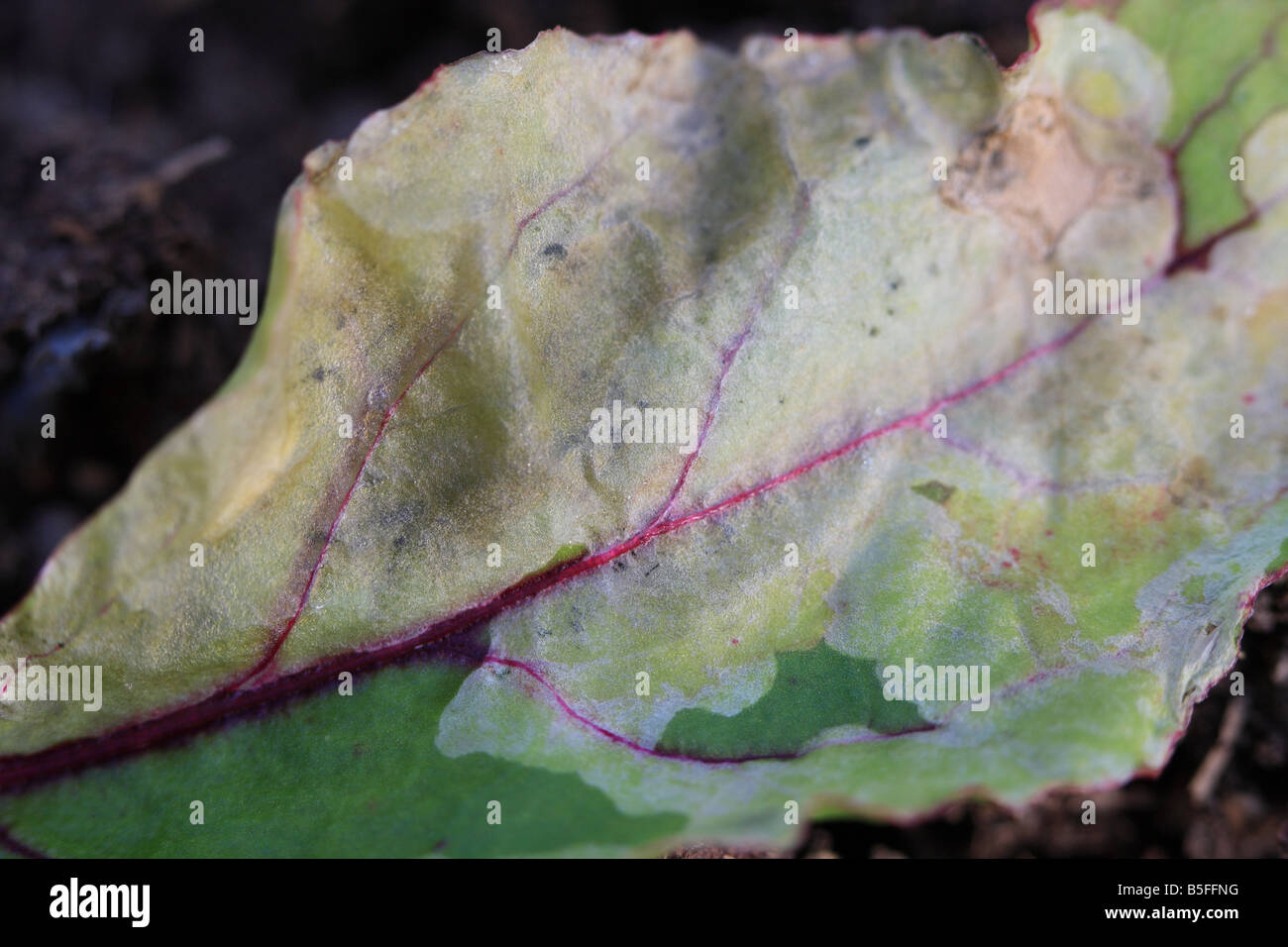 BEET LEAF MINER Pegomya hyoscyami SHOWING MINED LEAF Stock Photo Alamy