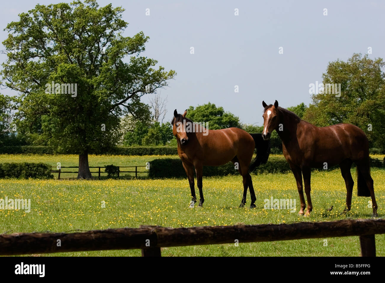 A pair of chestnut horses in a field of buttercups Stock Photo - Alamy