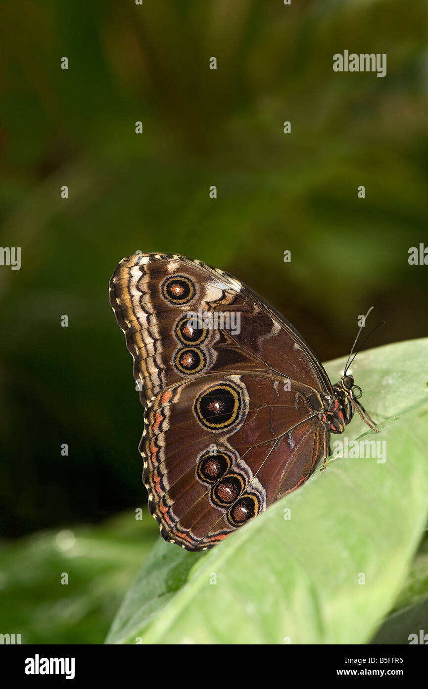 Underside of blue morpho butterfly Morpho peleides with eye spots Stock Photo