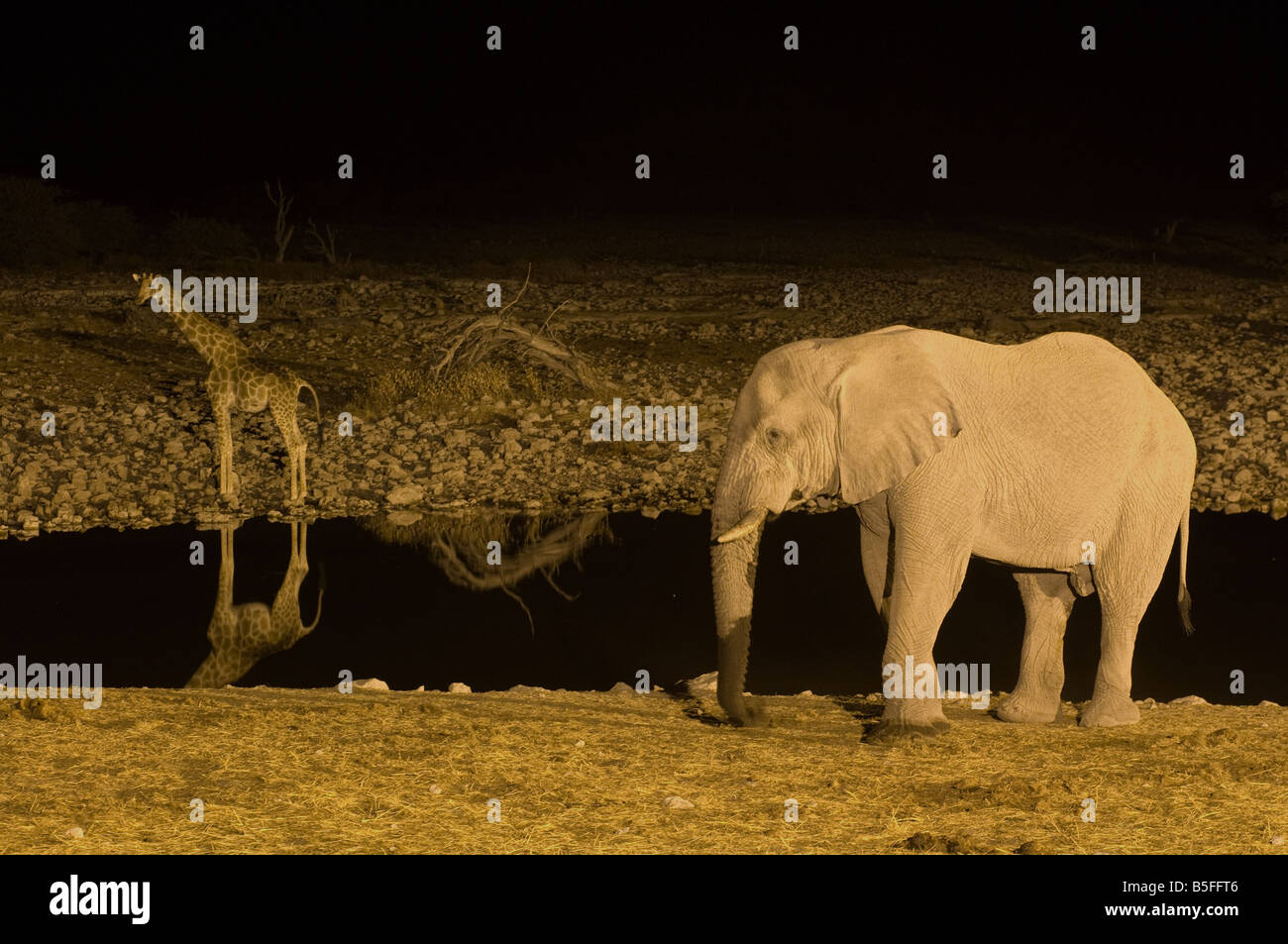 Elephant and giraffe visiting a waterhole at night Etosha National Park Namibia Stock Photo