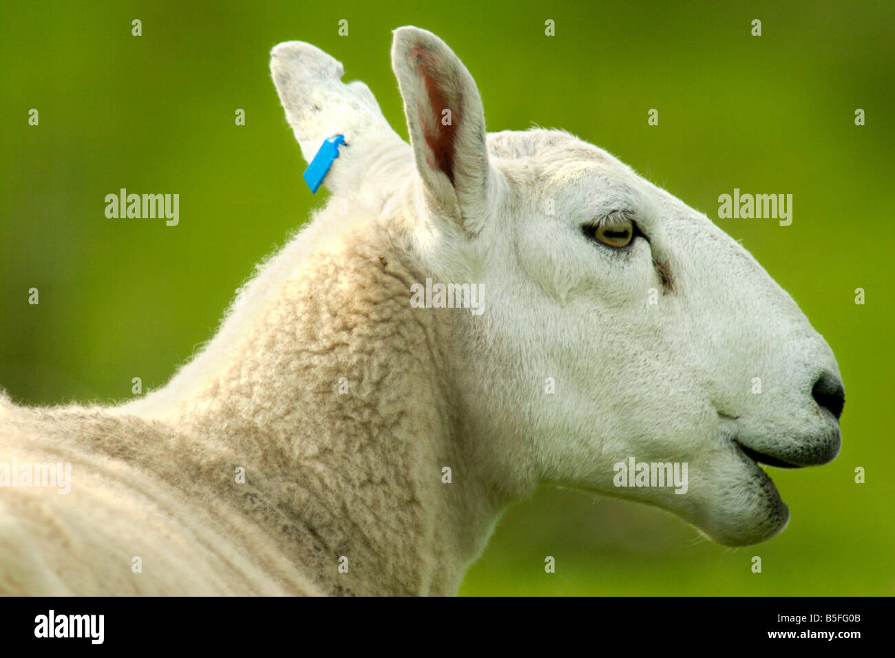 Sheep close up of head Scotland UK Stock Photo