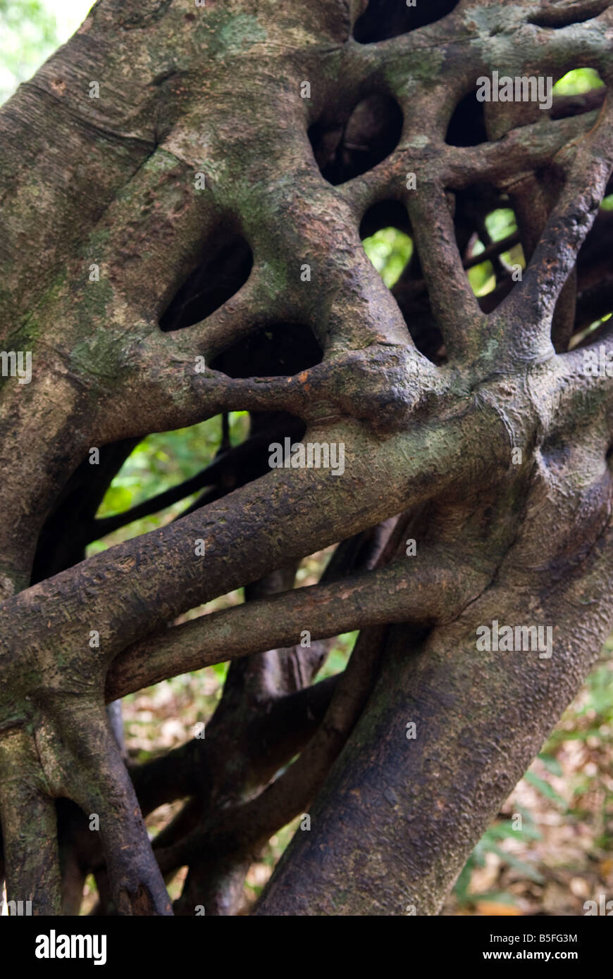 The lattice effect of old tree growth on a tree in the Daintree