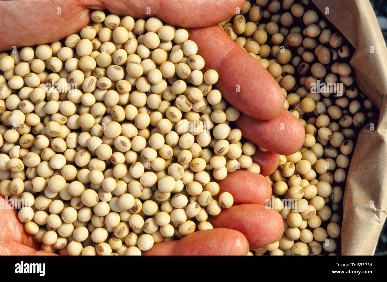 Roundup ready soybeans hires stock photography and images Alamy