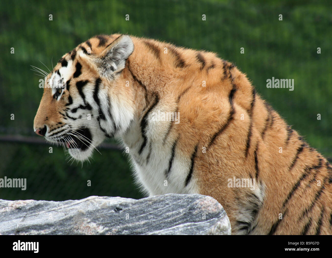 Mighty Siberian Tiger Stock Photo