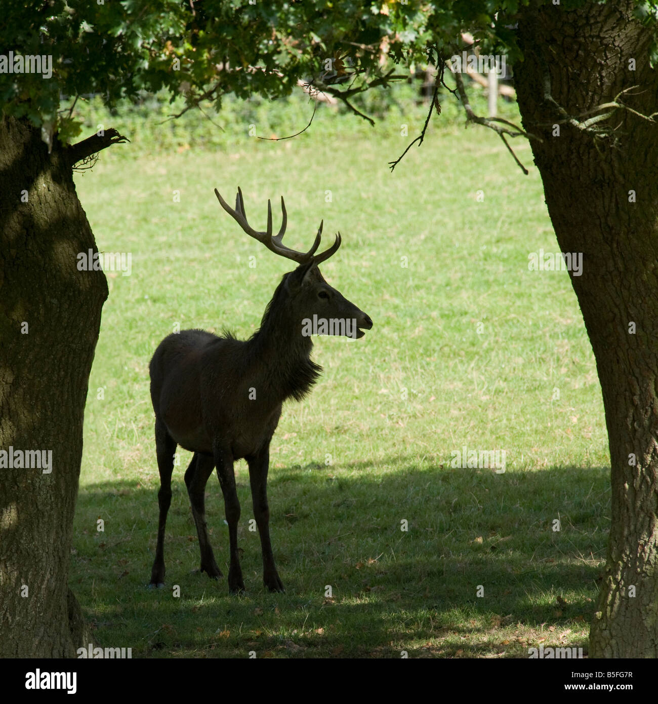 Red deer stag Cervus elaphus silhouetted in autumn Stock Photo