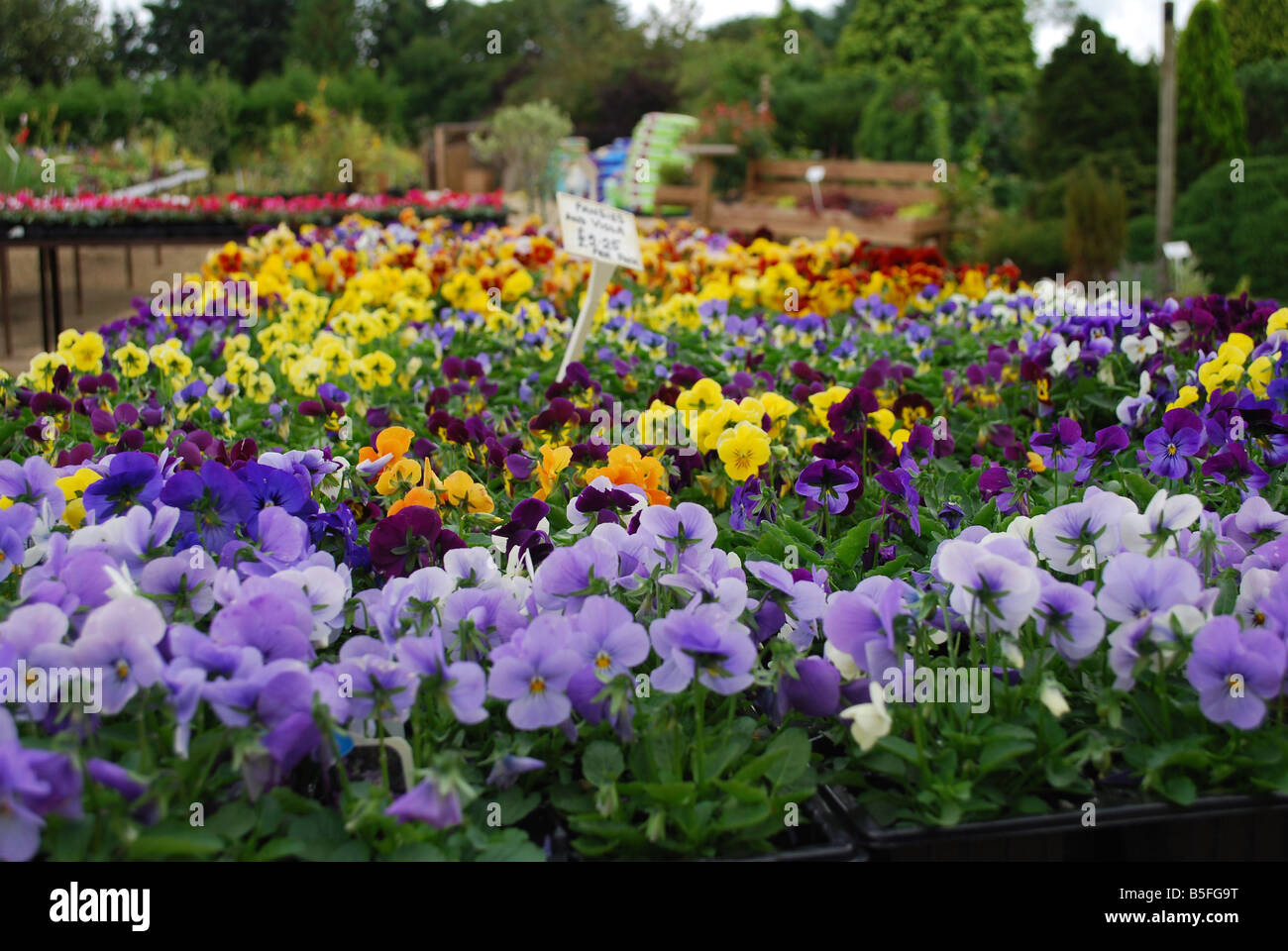 Pansies sale hires stock photography and images Alamy