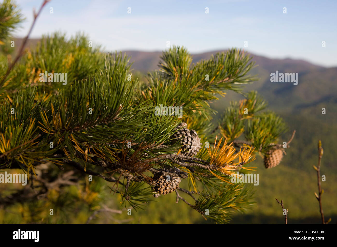 A pine tree branch with pine cones in front of mountains, Old Rag Mountain, Shenandoah National Park, Virginia. Stock Photo