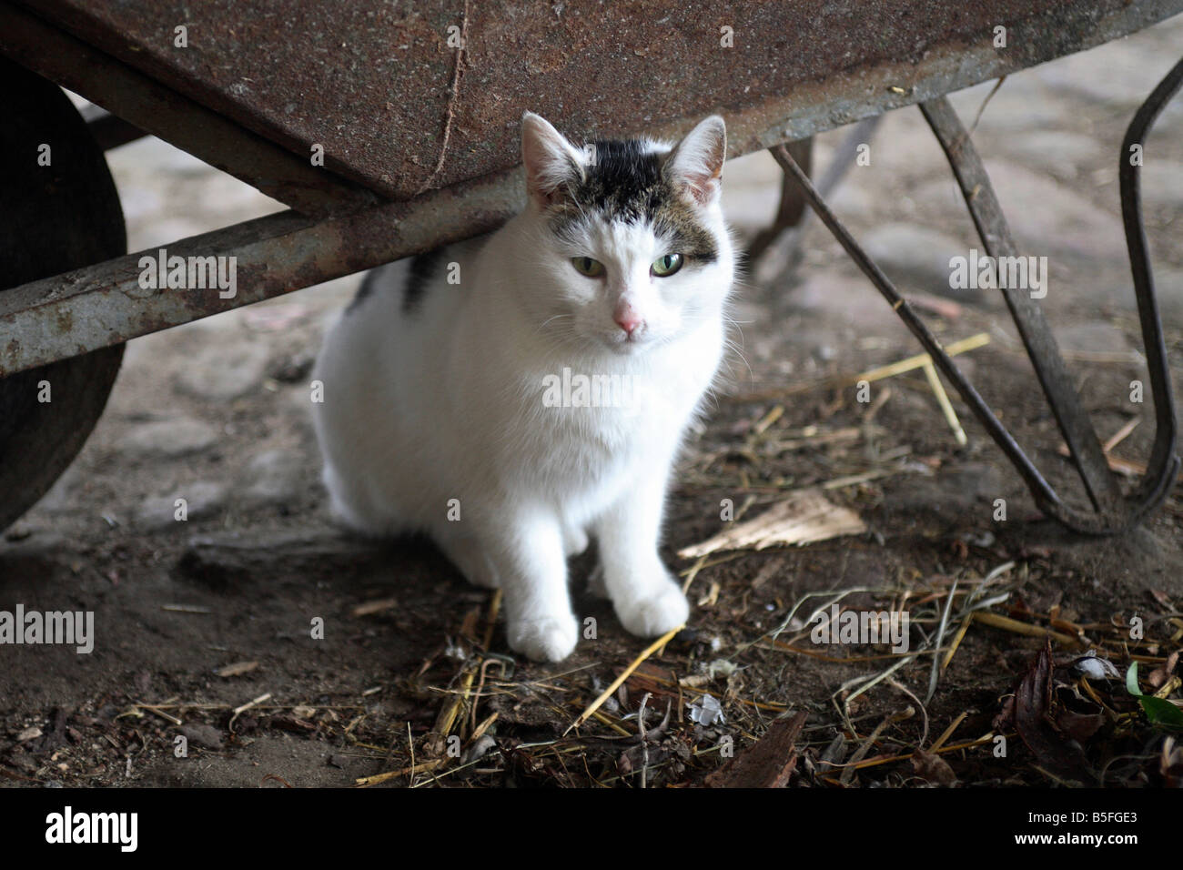A cat sitting under a barrow Stock Photo