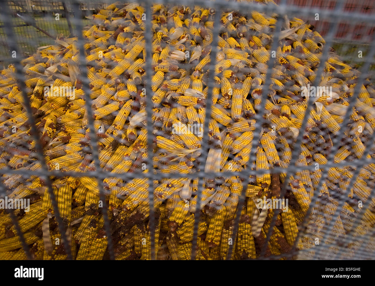 Corn in a corn crib Stock Photo Alamy