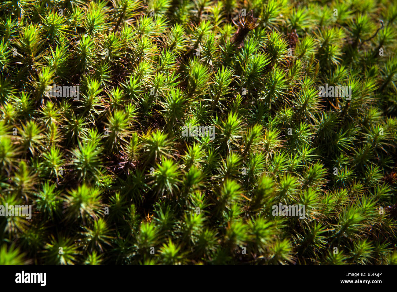 Close up macro shot of small green tree like plants growing in a group, Old Rag Mountain, Shenandoah National Park, Virginia. Stock Photo