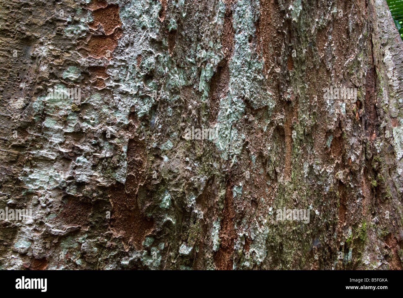 Close up of the texture of an old hardwood tree in the Daintree