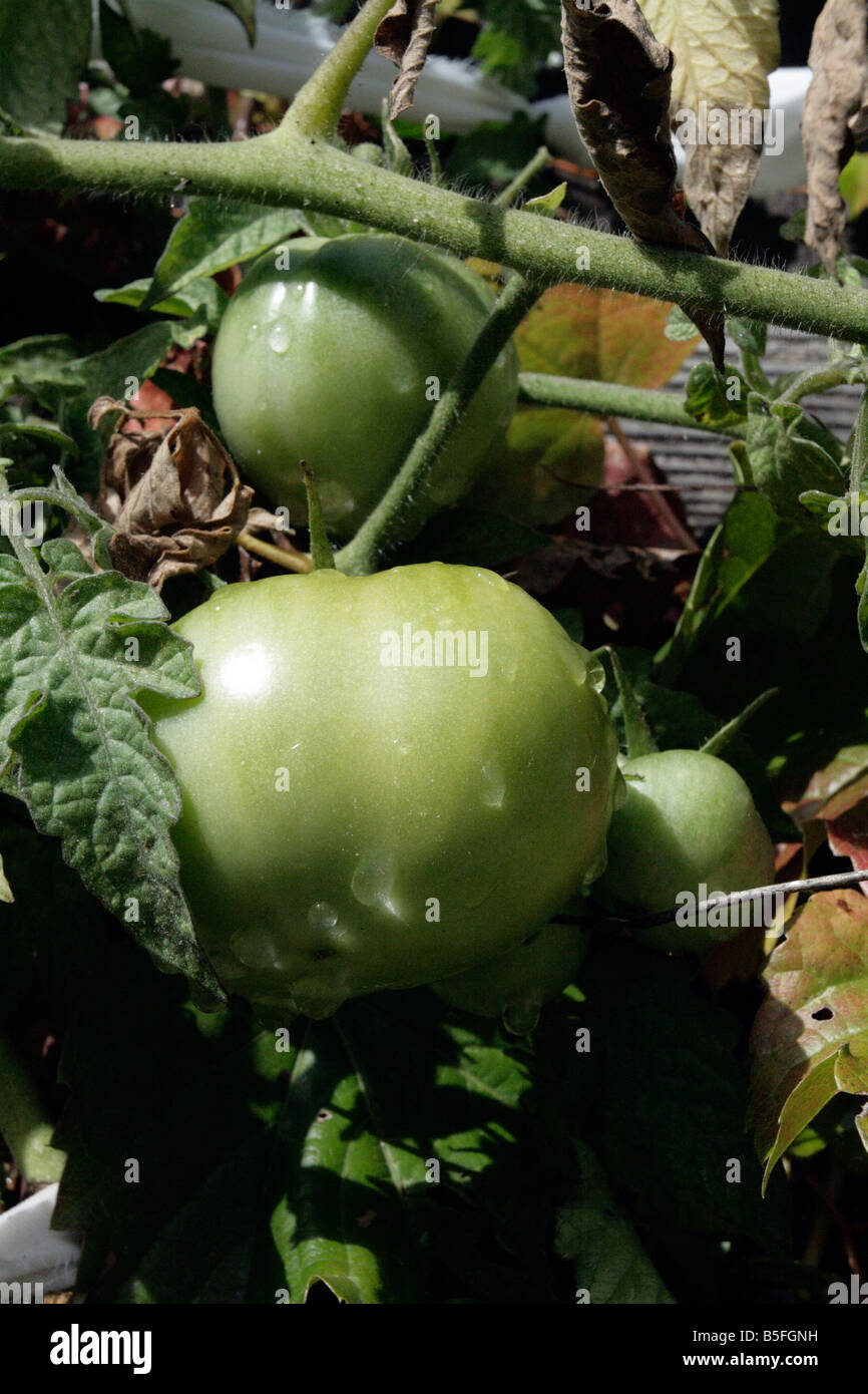 Green tomatoes on vine Stock Photo - Alamy