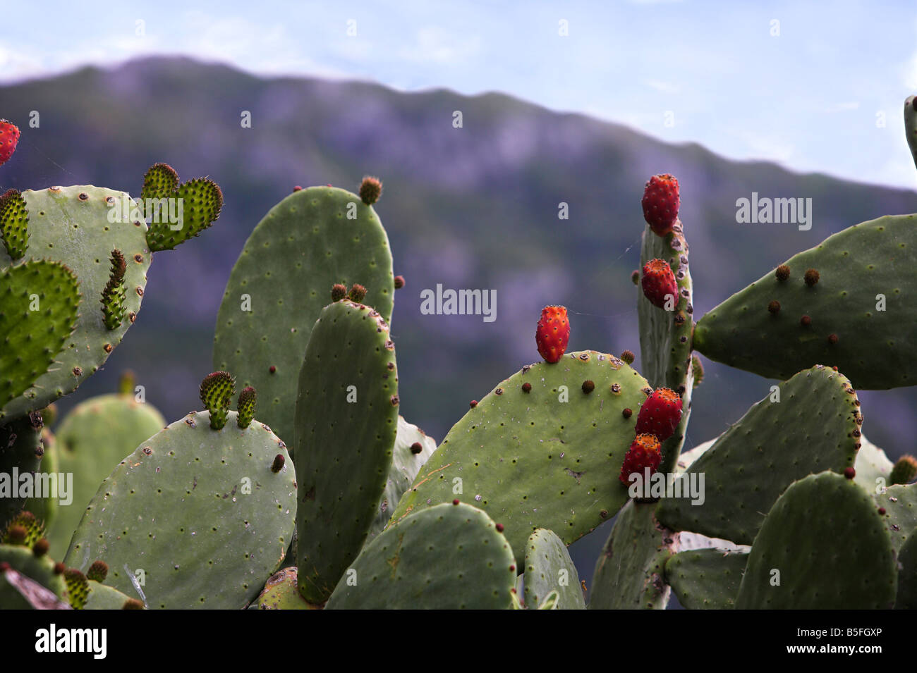 Prickly pear Cactus Opuntia in spring with mountain background Corfu Stock Photo