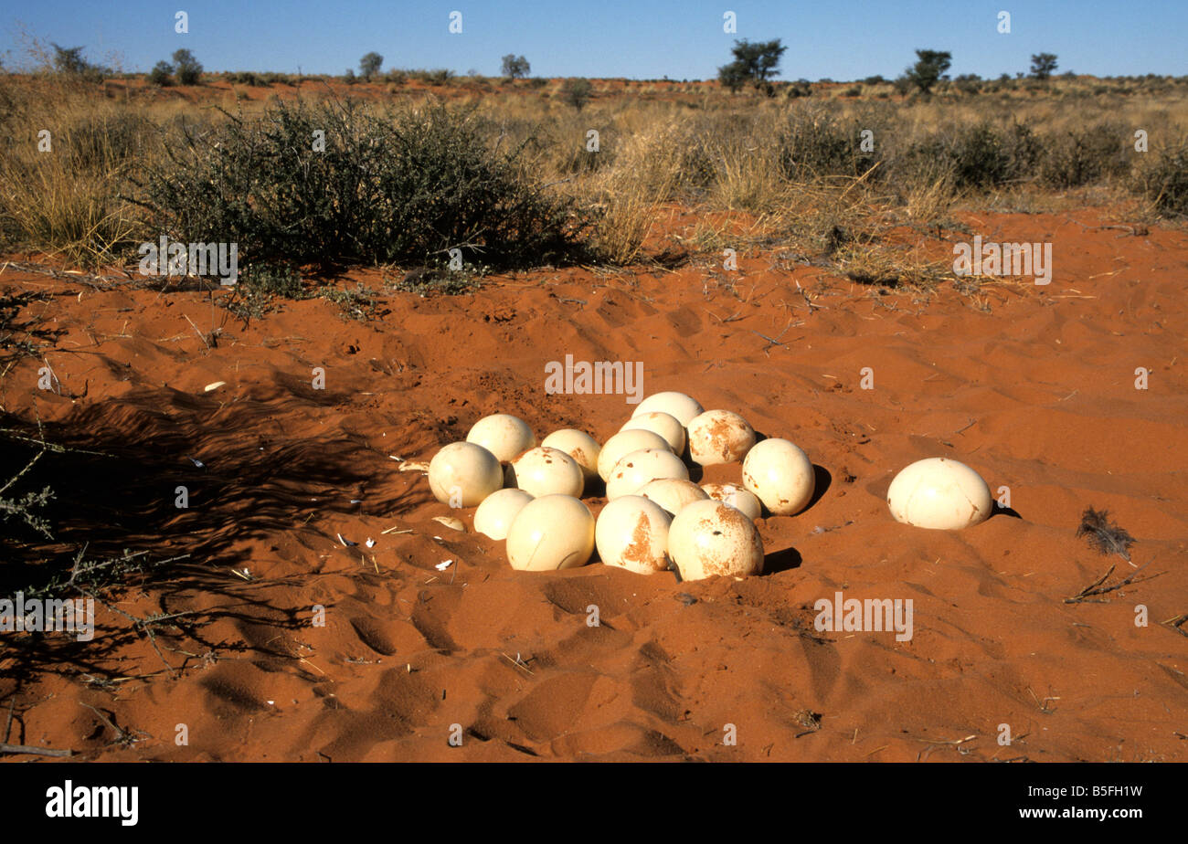 Ostrich eggs in nest, Kalahari desert, Aroab district, Namibia Stock