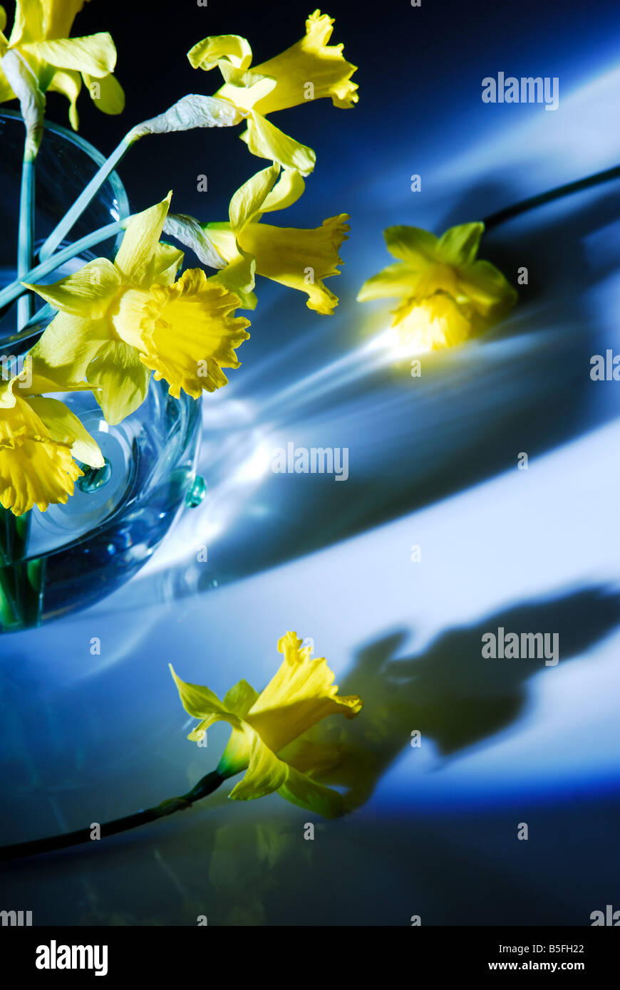 Yellow Flowers, daffodil, natural, still life art, natural design, fresh  boquet, home, lifestyle Stock Photo - Alamy