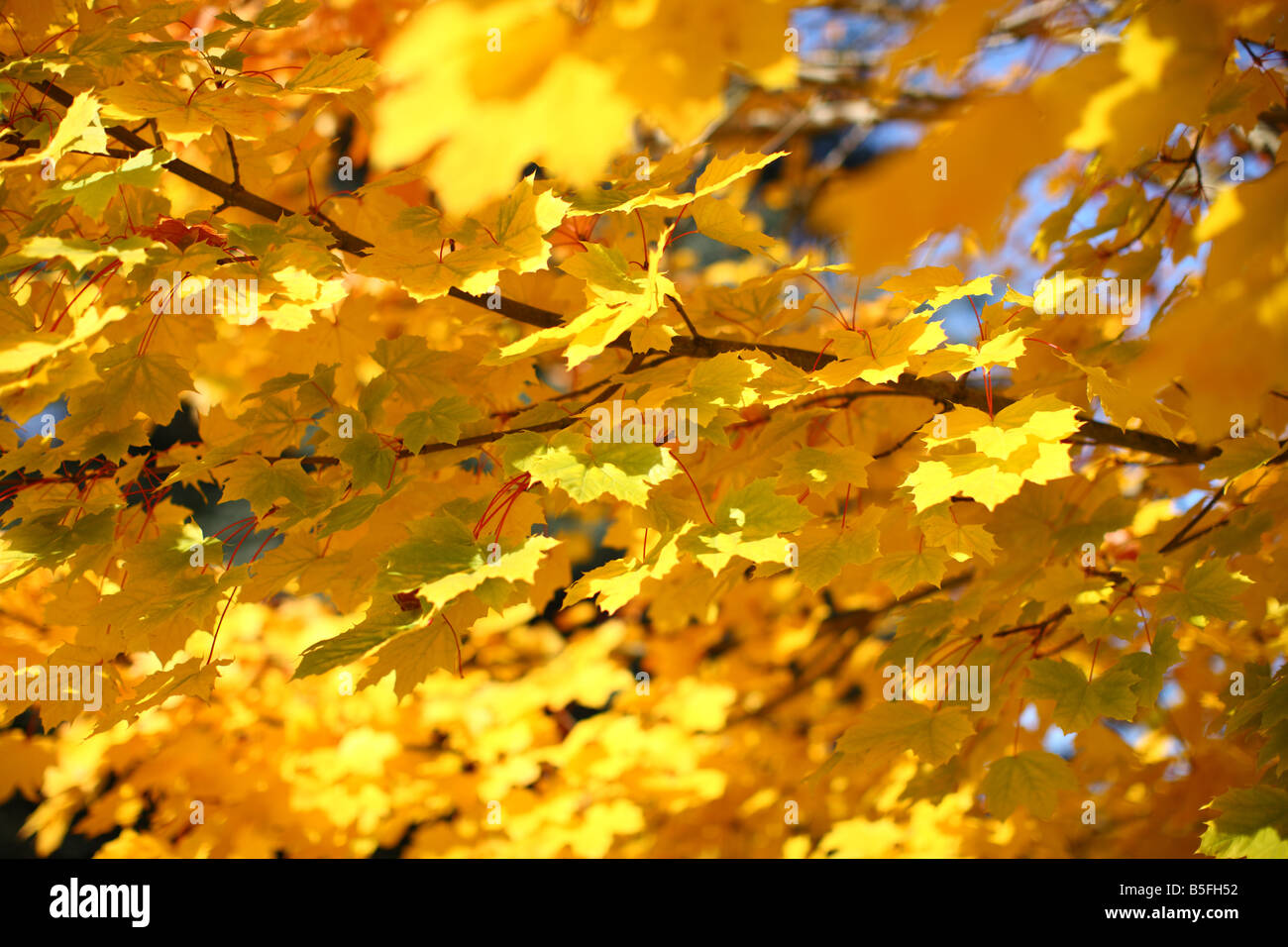 Yellow maple leaves in fall Stock Photo