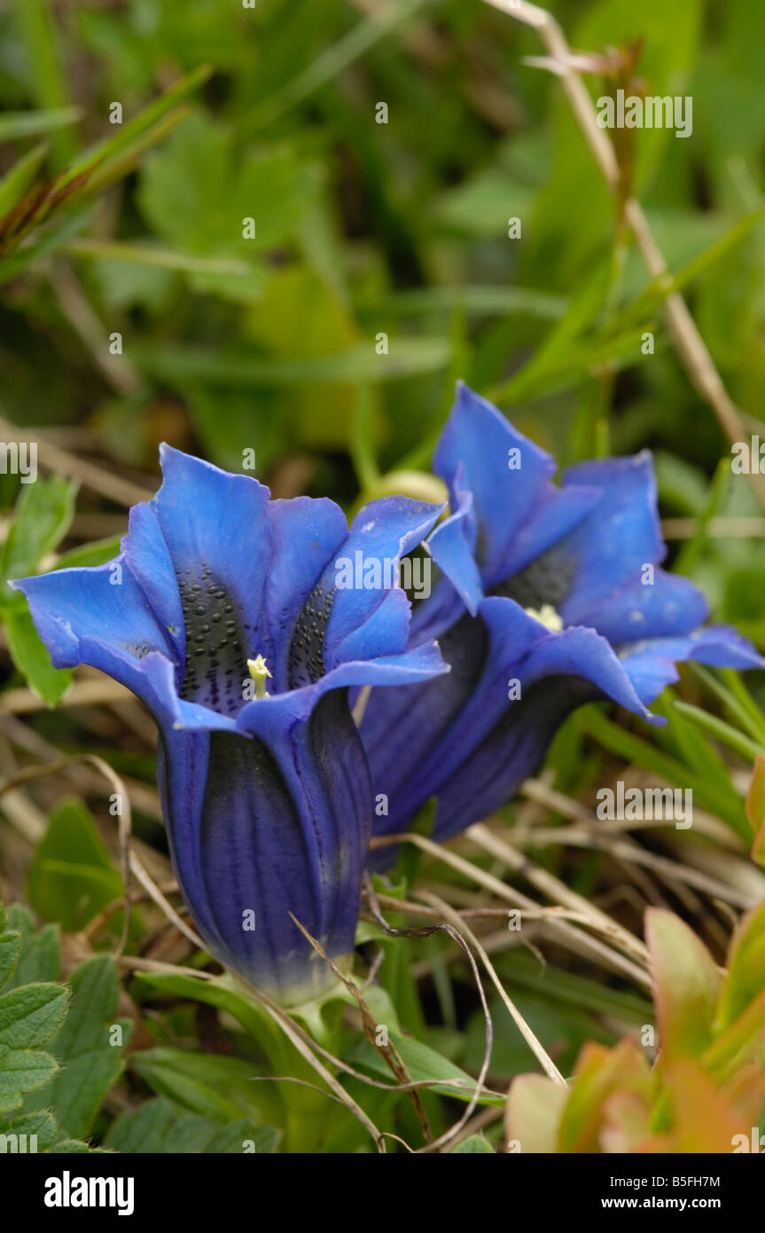 Trumpet Gentian, gentiana clusii, alpine wild flower, Hohe Tauern National Park, Austria Stock Photo