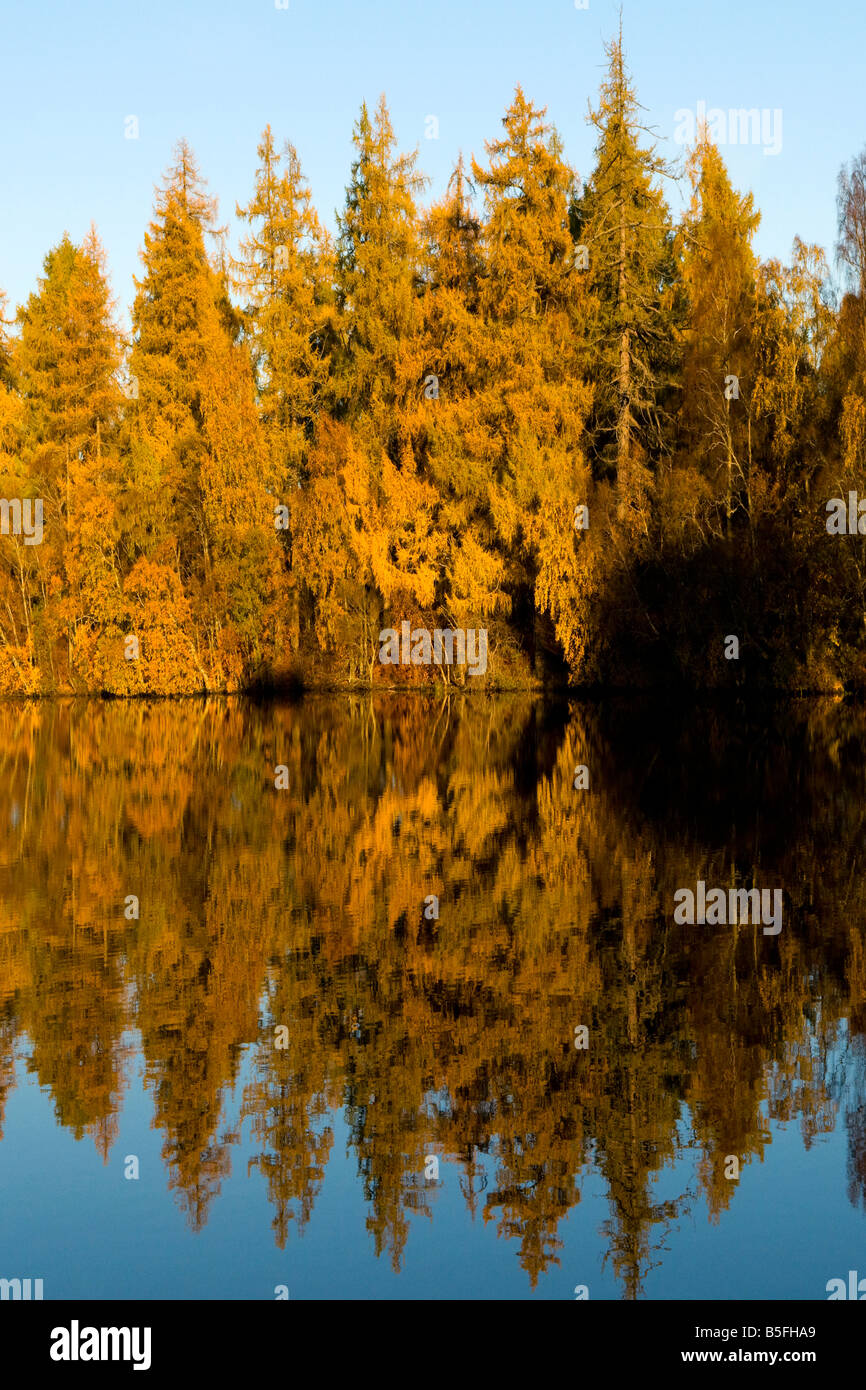 Display of Autumn colours reflected in Loch Alvie, Kincraig, Scotland Stock Photo