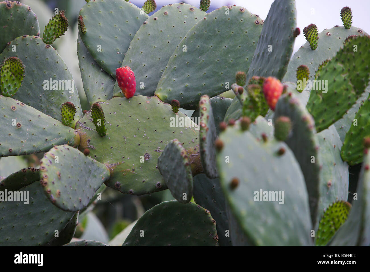 Cactus leaves or platyclades in spring Stock Photo