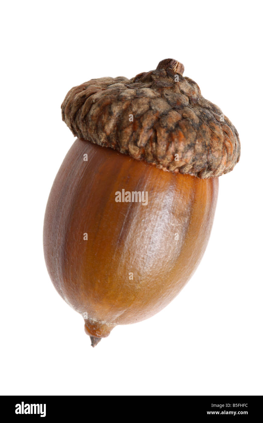 Single acorn cutout on white background Stock Photo