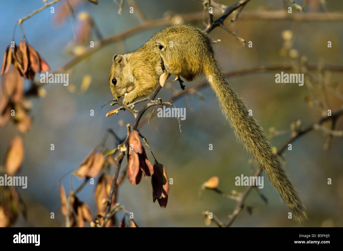 African Tree Squirrel (Paraxerus cepapi) feeding in a tree Etosha National Park Namibia Stock Photo