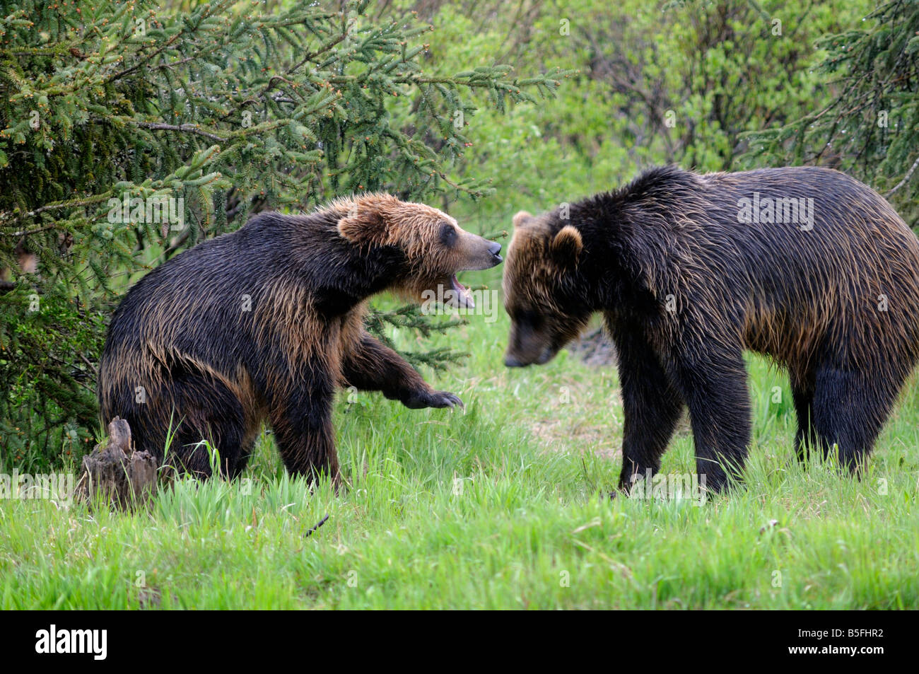 Two young grizzly bears Stock Photo