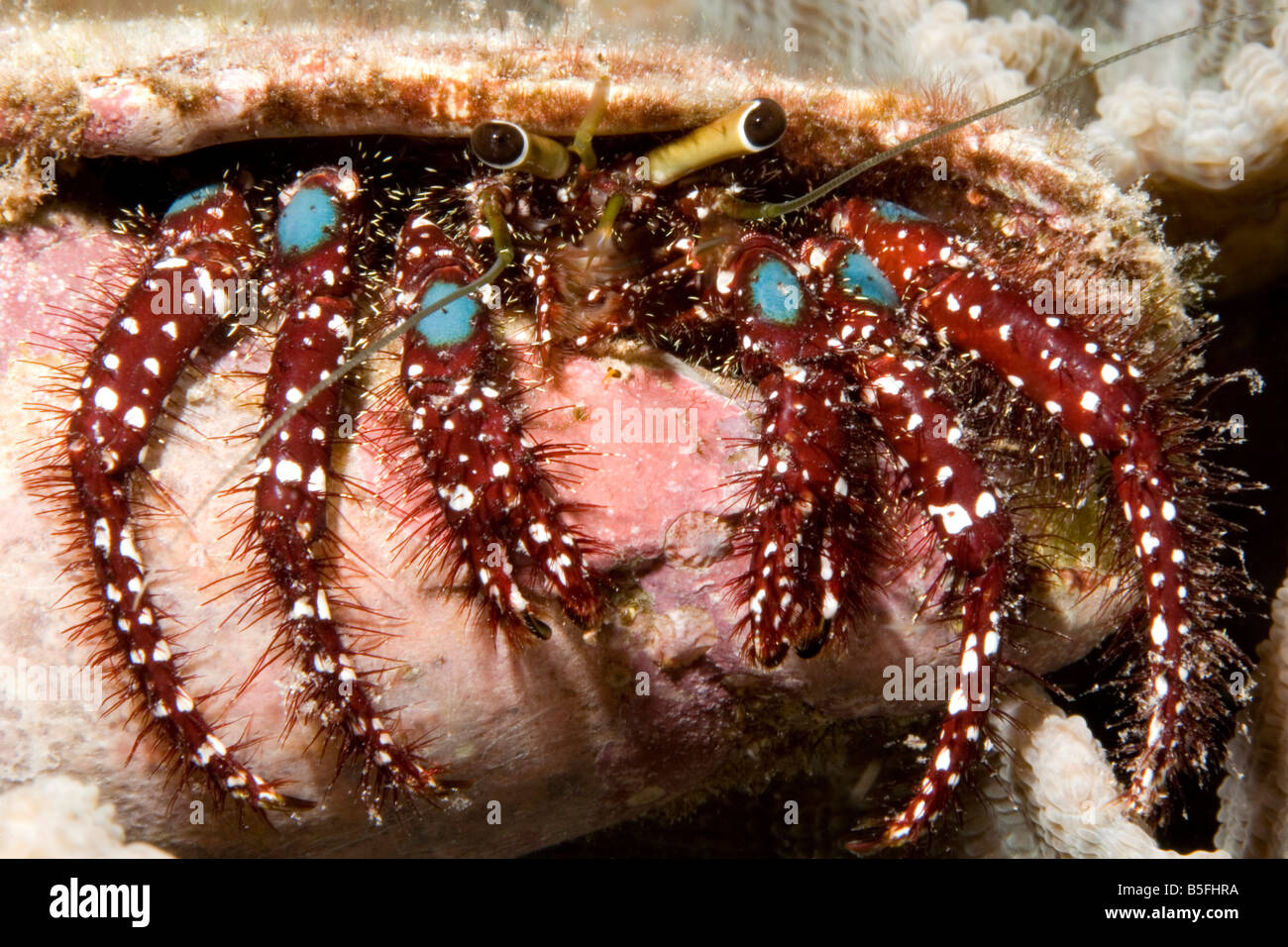 Blue Knee Hermit crab, Dardanus guttatus, prefers shells with narrow openings such as cone shells Stock Photo