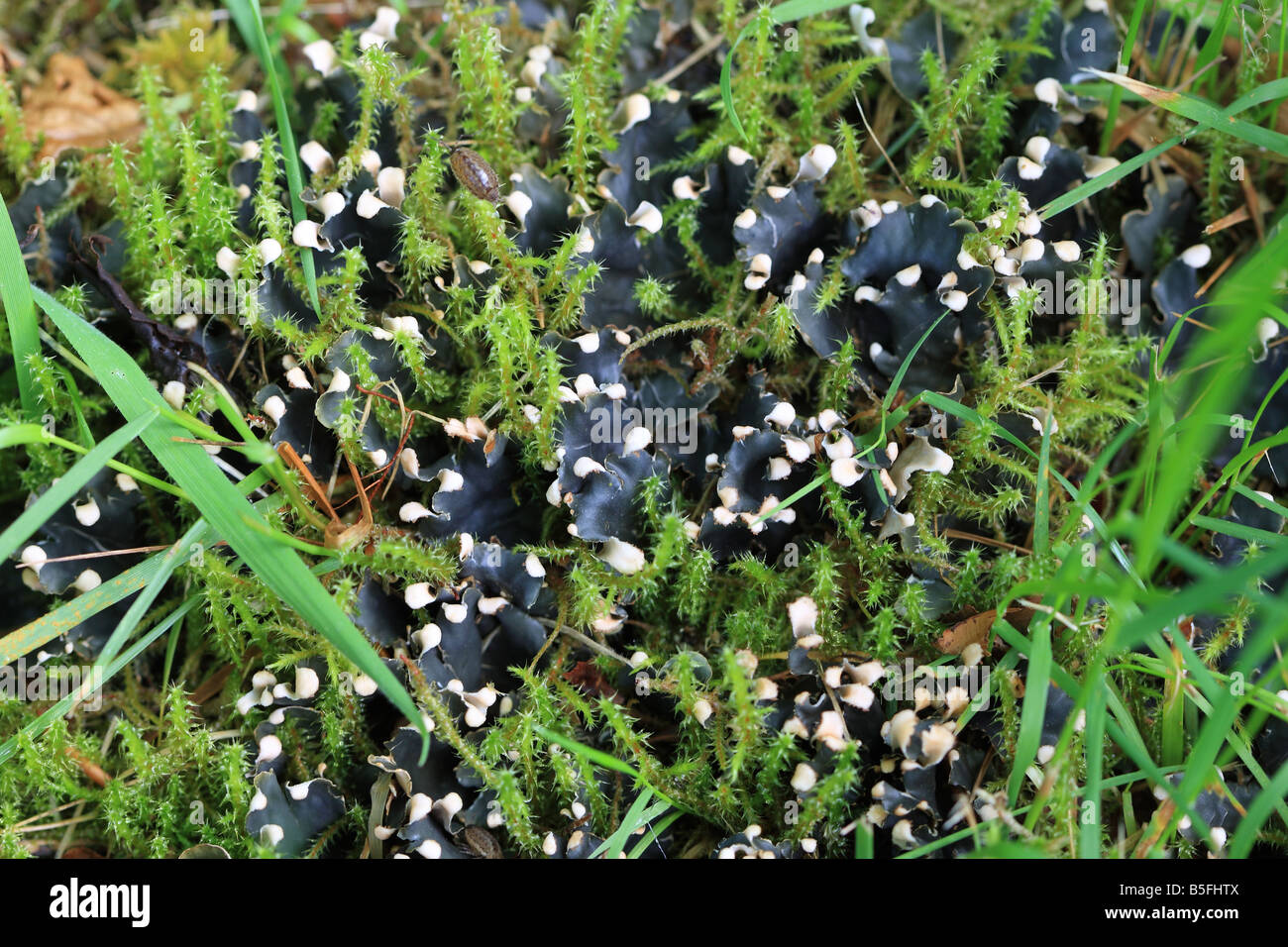 DOG LICHEN CAN DISPLACE GRASS ON WET LAWNS Stock Photo