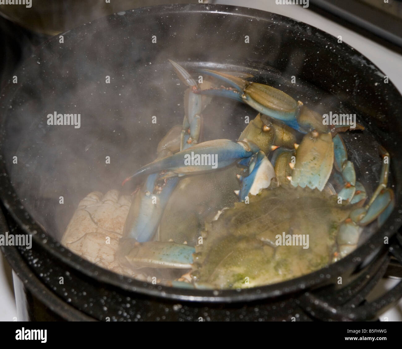 Pot of cooking blue crabs Stock Photo Alamy