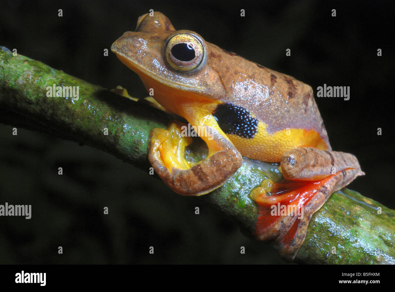 Rhacophorus cf rhodogaster. A species of Gliding frog. Stock Photo