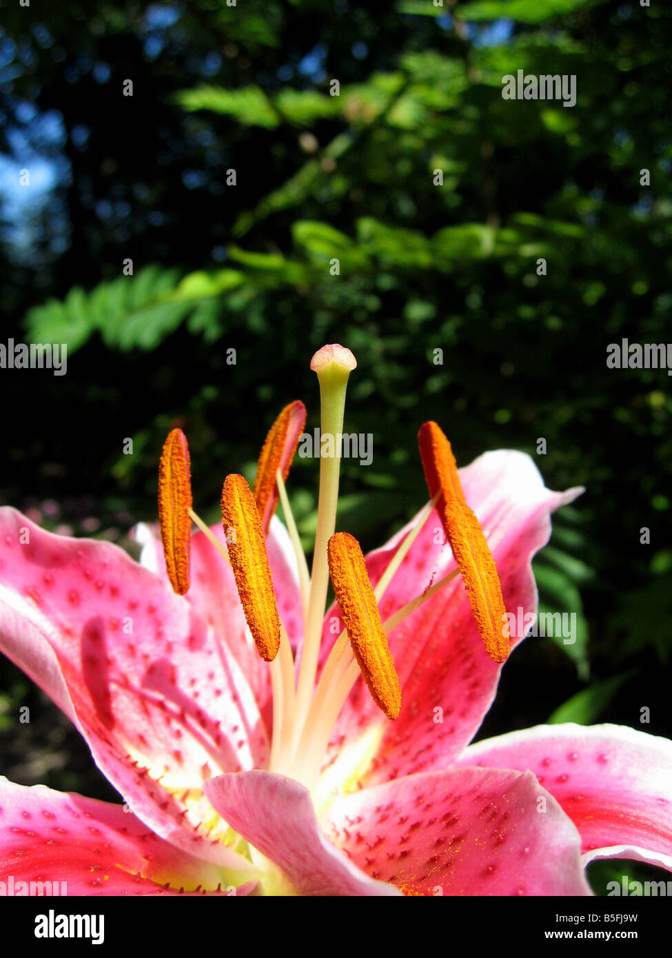 A close view the pistil and stamens of a lily Stock Photo