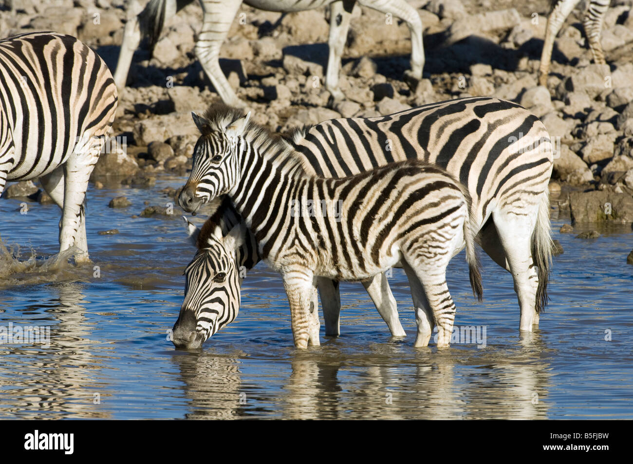 Plains or Burchell's Zebra at Okaukuejo waterhole Etosha National Park Namibia Stock Photo