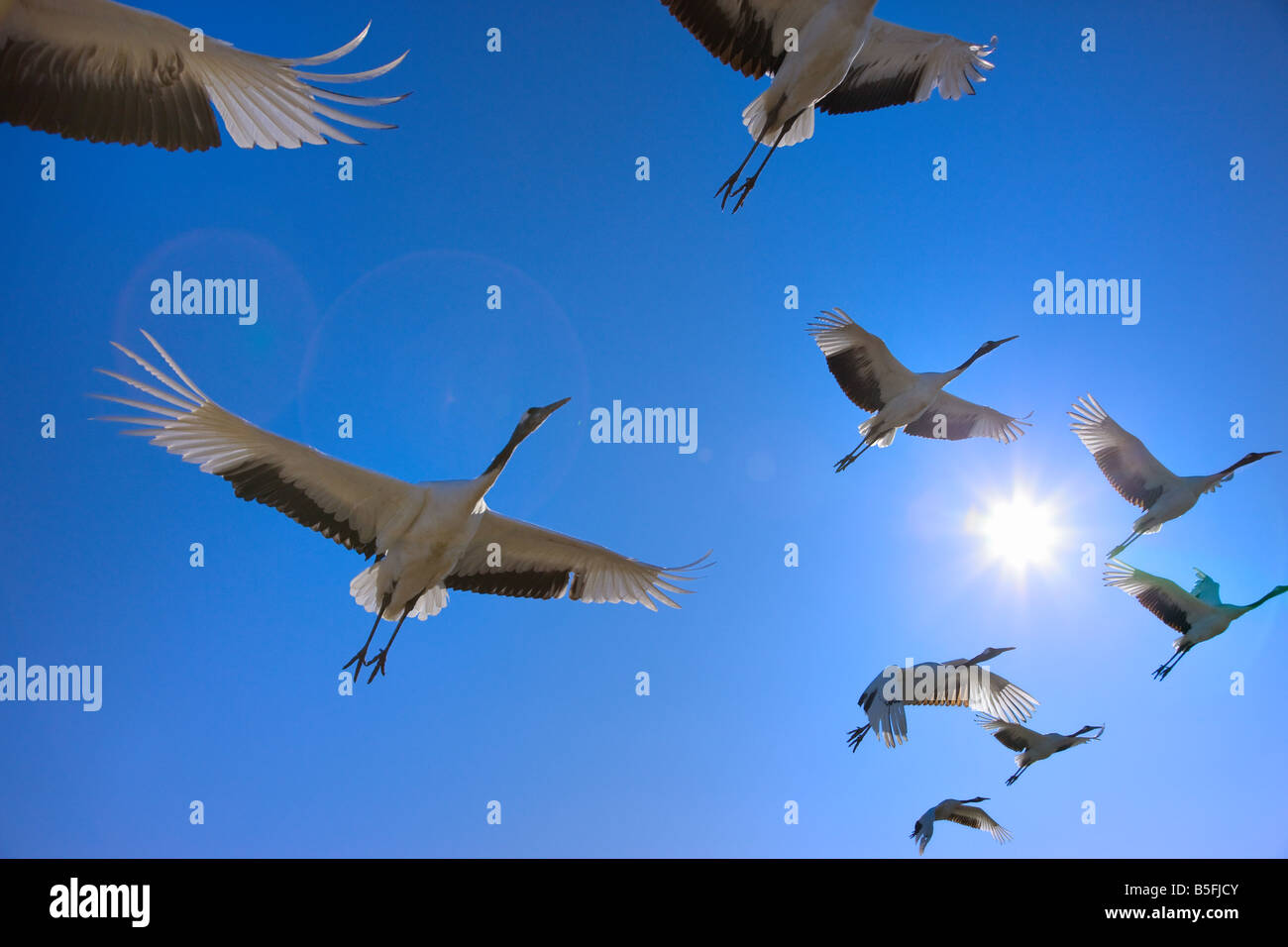 Red crowned cranes flying North China Stock Photo - Alamy