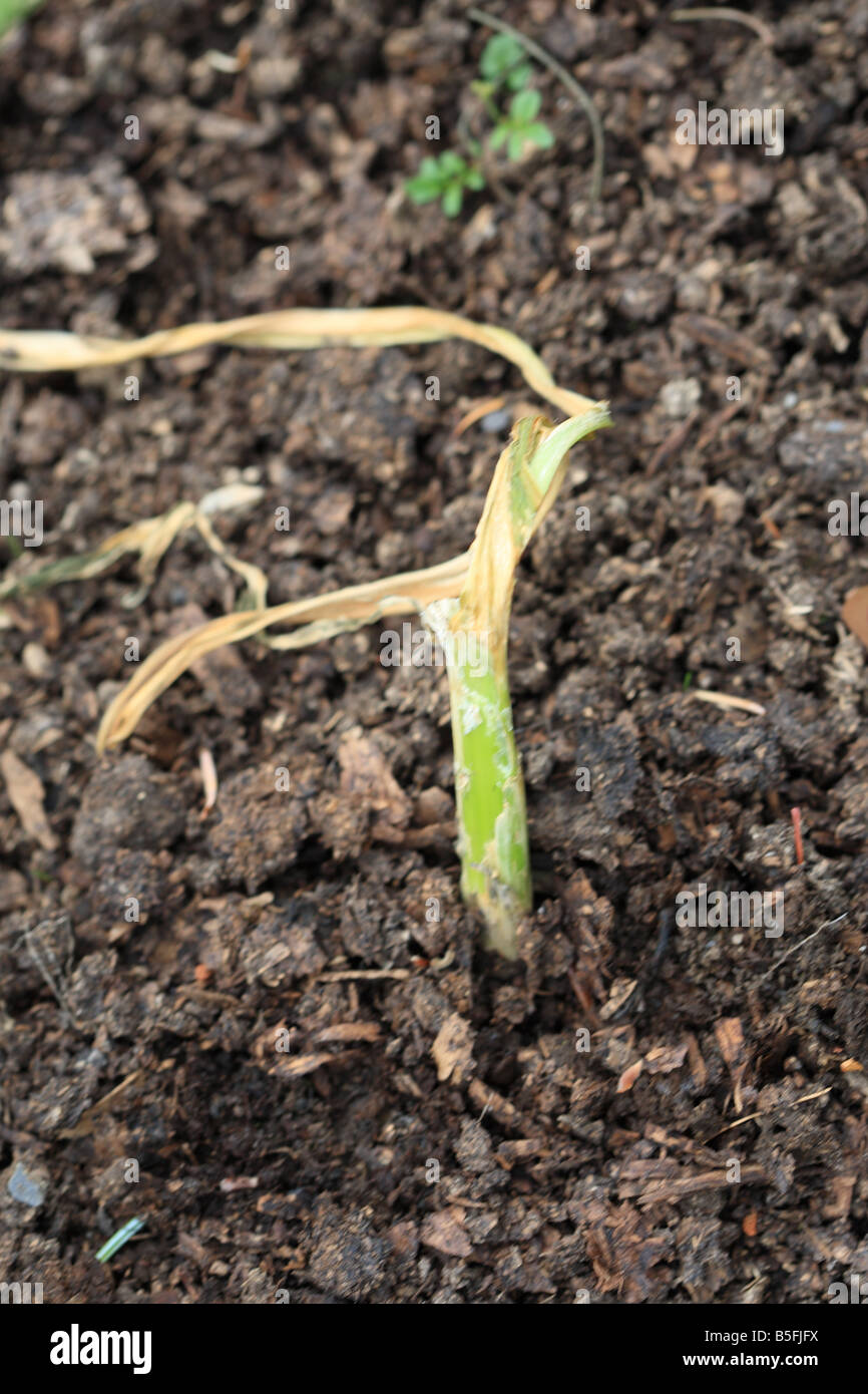 ONION WHITE ROT Sclerotium cepivorum FIRST SYMPTOMS ARE WHEN THE PLANT ...