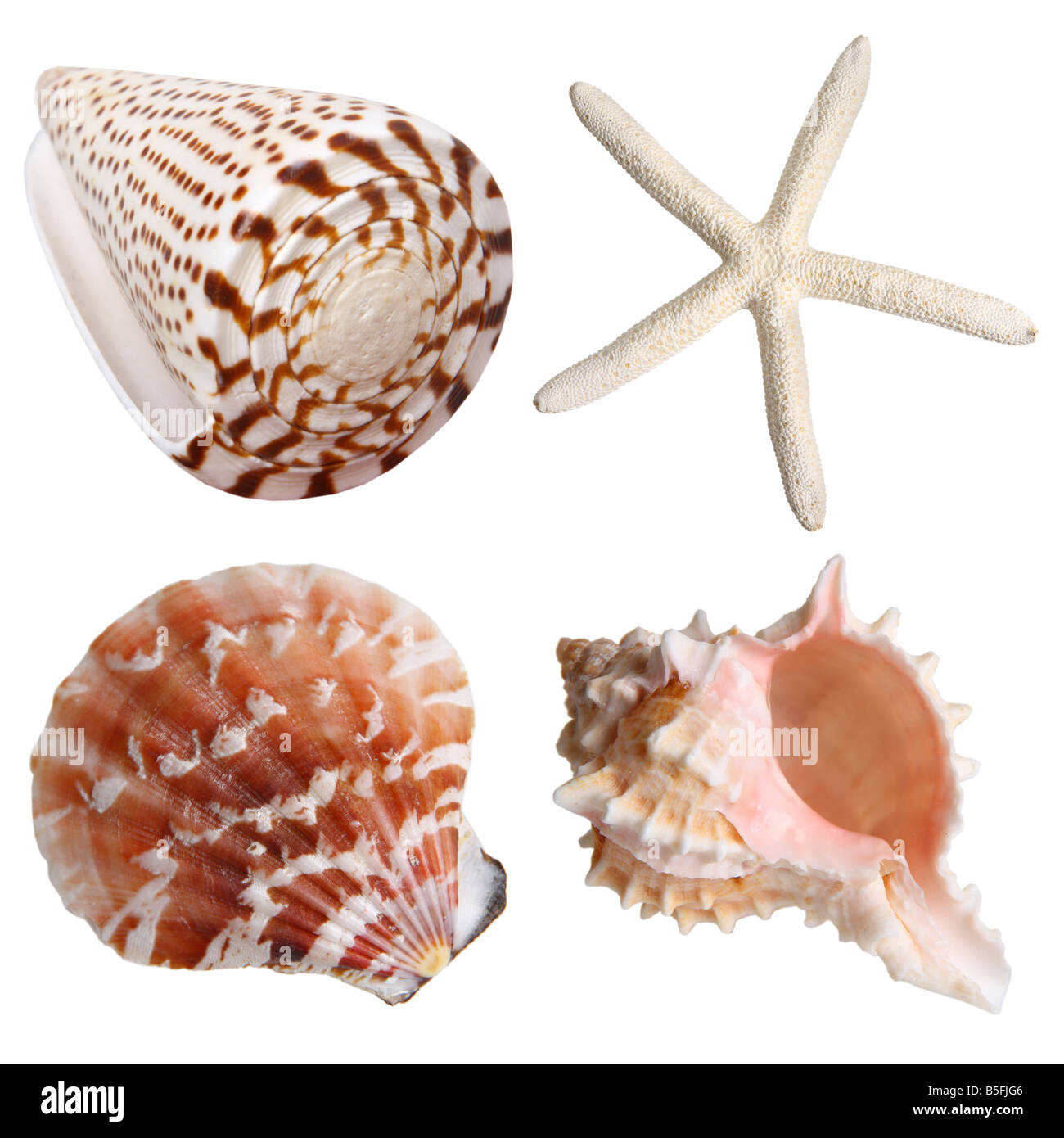 Four shells cutout on white background Stock Photo